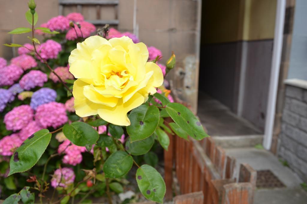 אדינבורו Pitt Street Apartment Beautiful Spacious Apartment Free Parking And Free Sanitizer מראה חיצוני תמונה